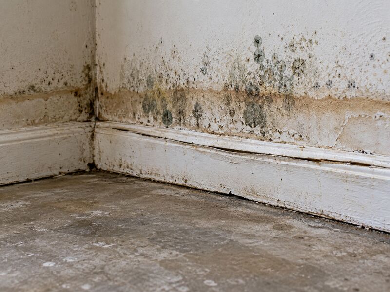 A tide line across baseboards with mold blooming above it