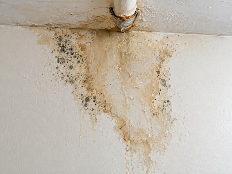A damp patch spreading across a ceiling with mold at its edge